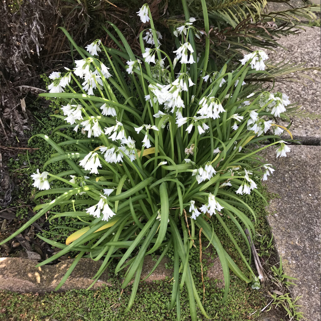 wild_onion_01